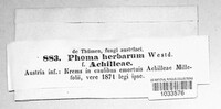 Phoma herbarum image